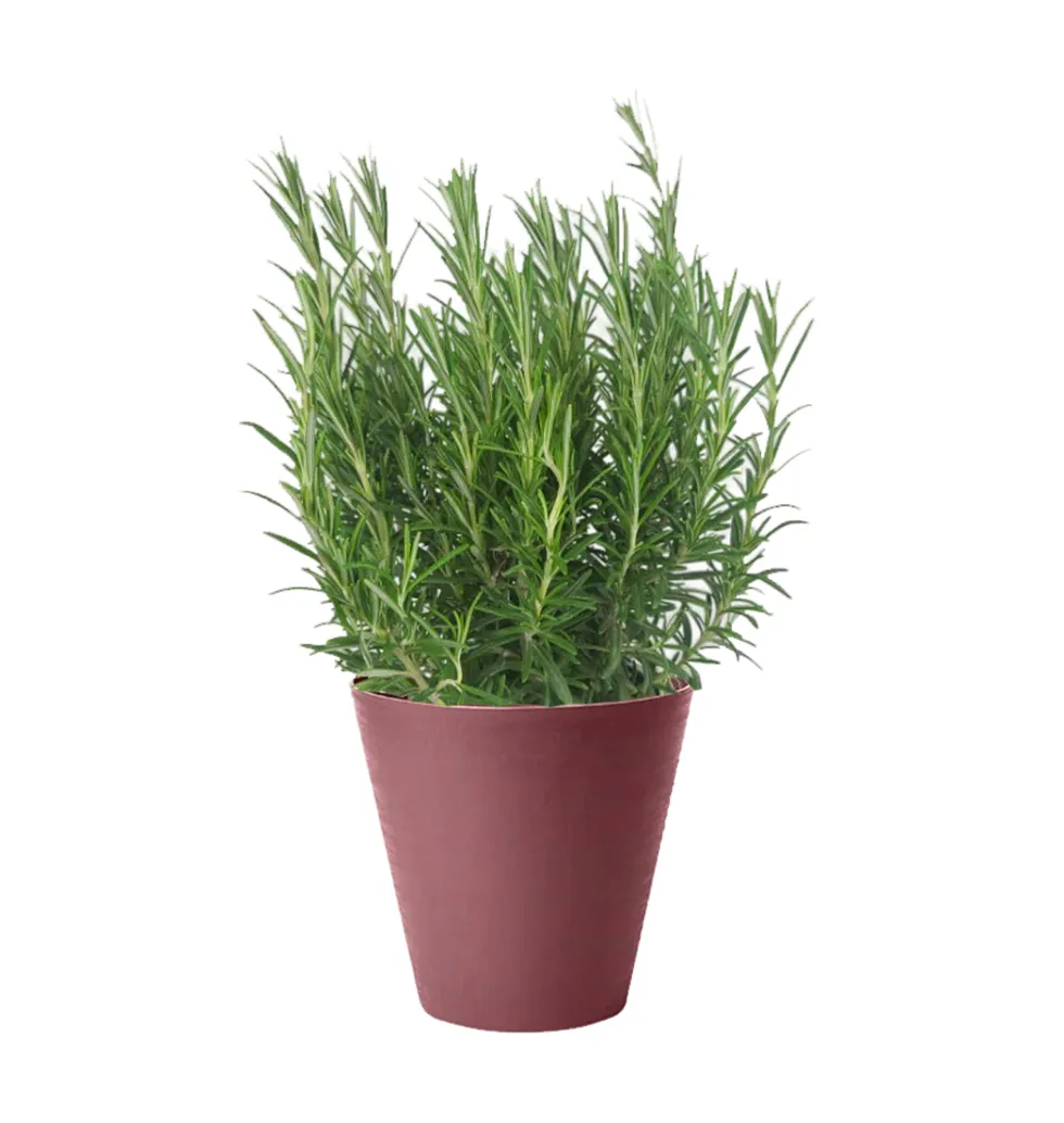 Rosemary Bliss - Live Plant
