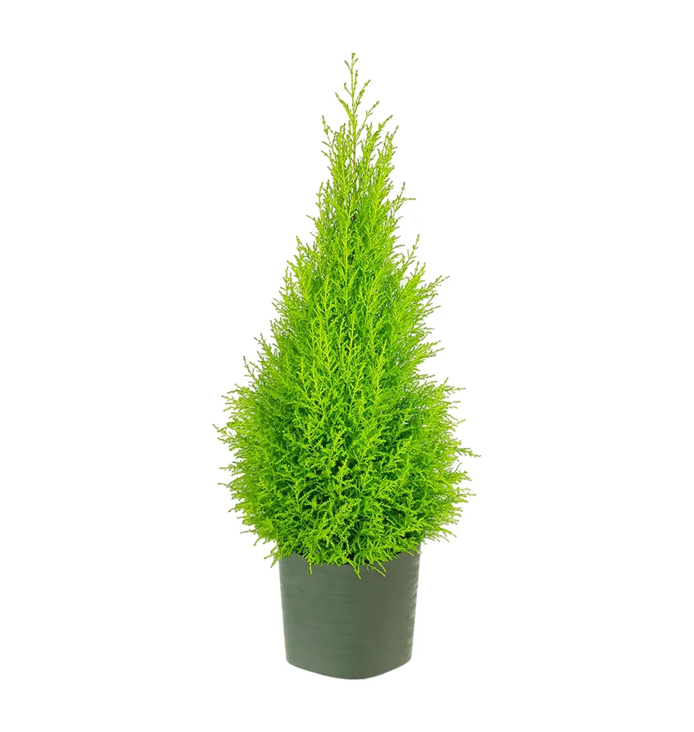 Majestic Cypress Gem