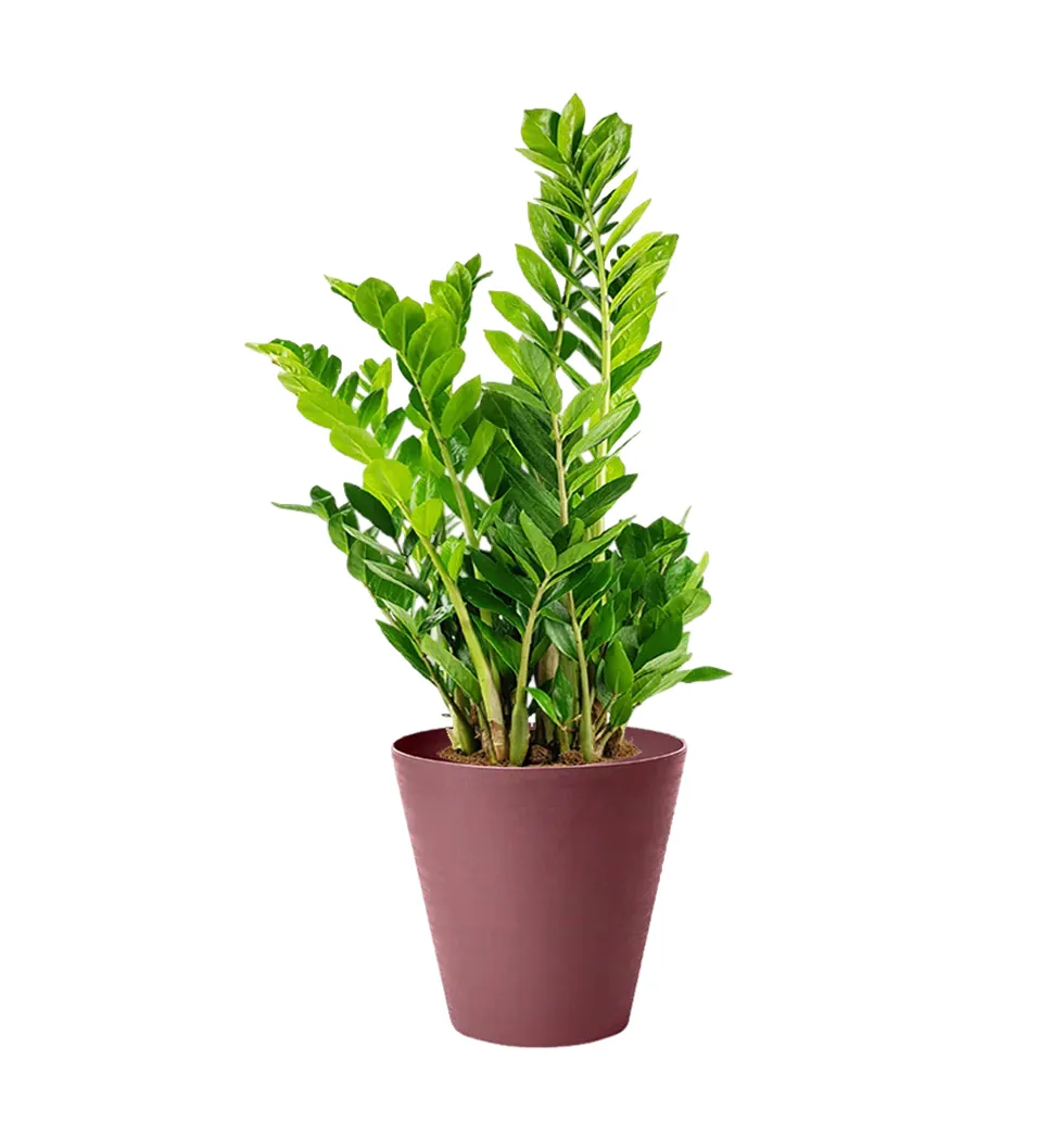 Serene Zamia Enchantment