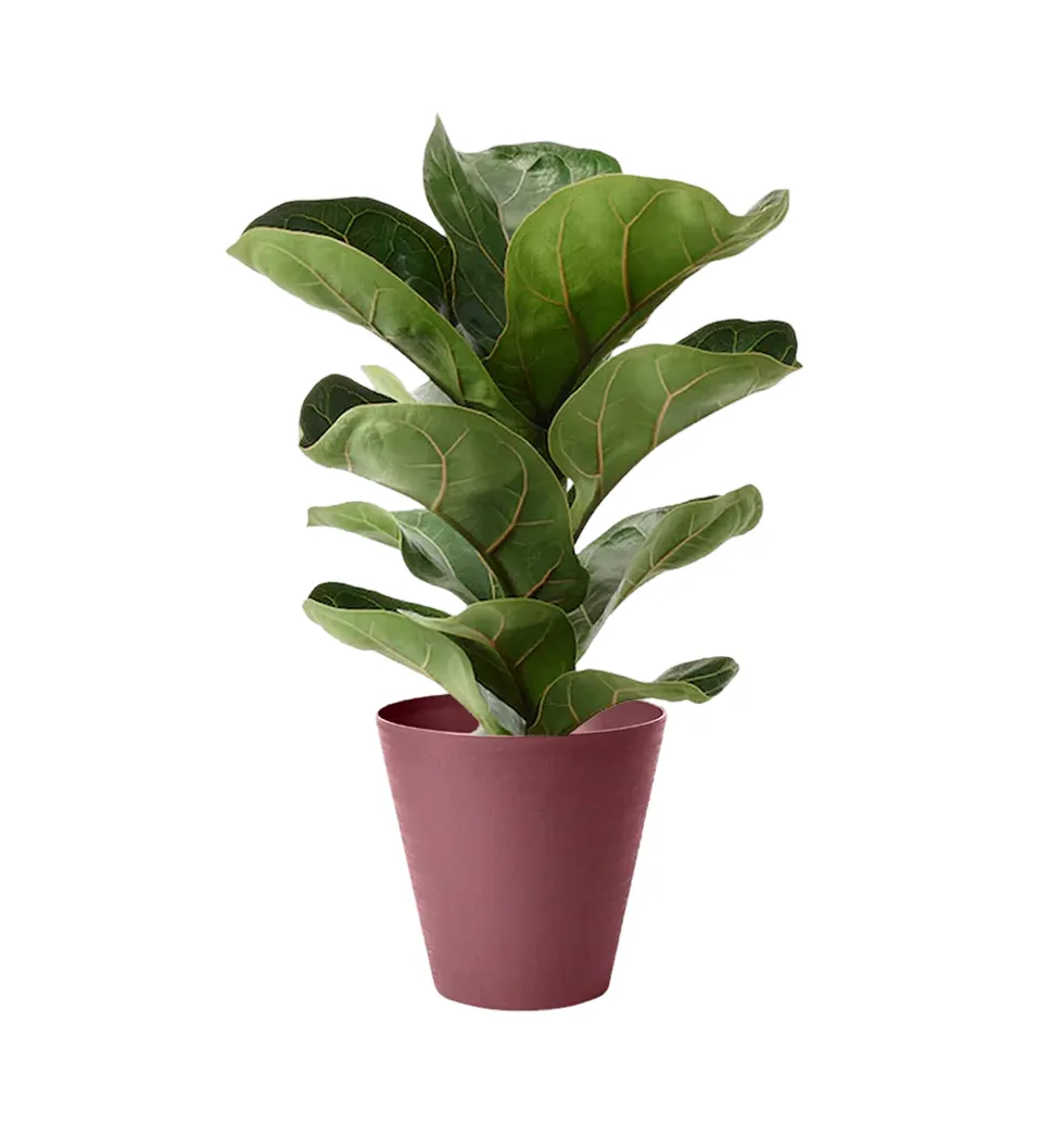 Stylish Indoor Fig Tree