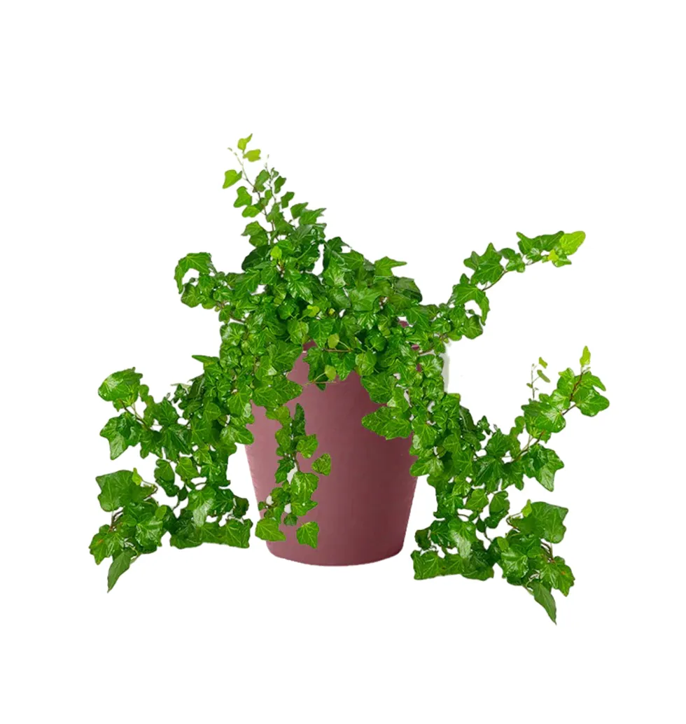 Lush Love Ivy