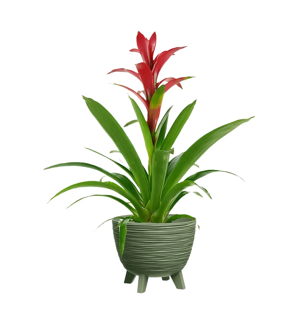 Elegant Guzmania for Home