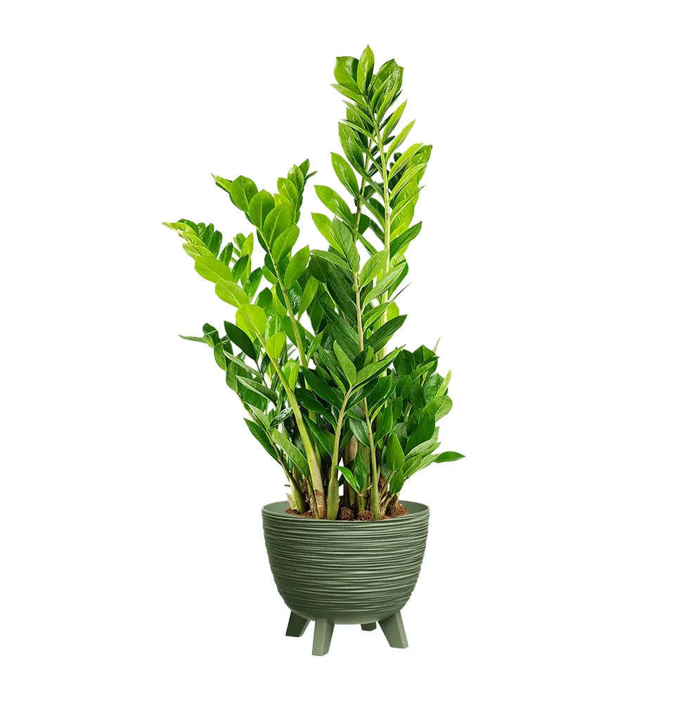 Zamia Elegance